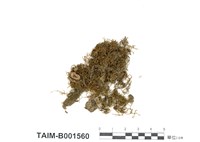 藏品(唇邊鱗蘚屬)的圖片